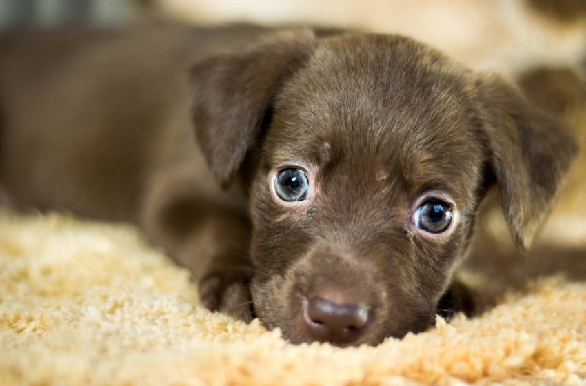  O relacionamento acabou: com quem fica a guarda do pet? Advogado explica