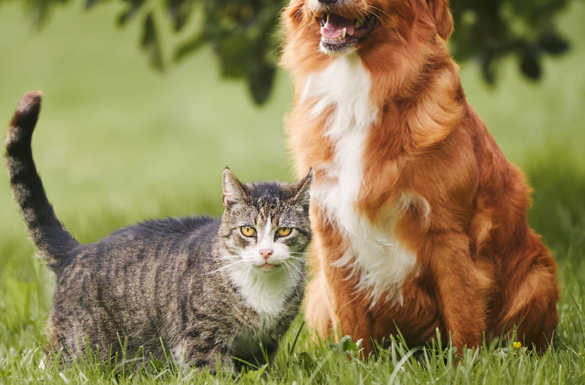  Animais domésticos terão direito a RG com cadastro nacional. Ferramenta poderá ser acessada pela conta Gov.br